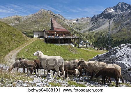 Stock Image - Sheep in front of the mountain restaurant K2 at the Langenstein, 2330 m, top station of the cable car from St. Gertraud, start of the Morosini Trail, right the Ortler, Solda, Trentino-Alto Adige, Italy, Europe. Fotosearch