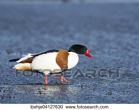 Shelduck (Tadorna tadorna), Texel, Province of North Holland, The Netherlands, Europe View Large Photo Image Stock Image - Shelduck (Tadorna tadorna), Texel, Province of North Holland, The Netherlands, Europe. Fotosearch