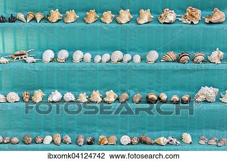 Shells at a stall, Kochi, Cochin, Kerala, India, Asia View Large Photo Image Stock Image - Shells at a stall, Kochi, Cochin, Kerala, India, Asia. Fotosearch