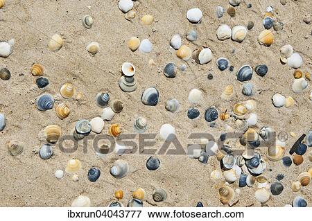 Stock Photo - Shells on a beach, Tasmania. Fotosearch