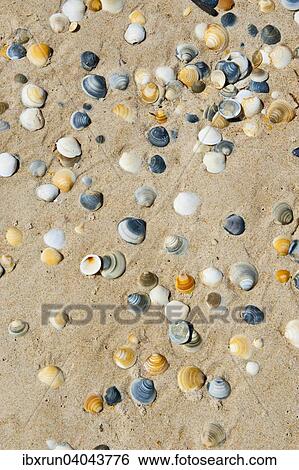 Shells on a beach, Tasmania View Large Photo Image Stock Photograph - Shells on a beach, Tasmania. Fotosearch
