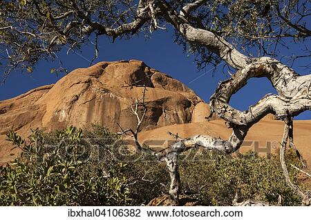 Shepherd's tree (Boscia albitrunca), Spitzkoppe, Damaraland, Namibia, Africa View Large Photo Image Stock Image - Shepherd's tree (Boscia albitrunca), Spitzkoppe, Damaraland, Namibia, Africa. Fotosearch