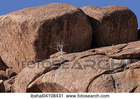 Shepherd's tree (Boscia albitrunca) between rocks at Twyfelfontein, Namibia, Africa View Large Photo Image Stock Image - Shepherd's tree (Boscia albitrunca) between rocks at Twyfelfontein, Namibia, Africa. Fotosearch