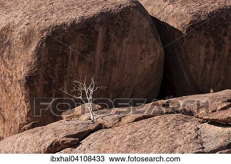 Shepherd's tree (Boscia albitrunca) between rocks at Twyfelfontein, Namibia, Africa View Large Photo Image Stock Image - Shepherd's tree (Boscia albitrunca) between rocks at Twyfelfontein, Namibia, Africa. Fotosearch