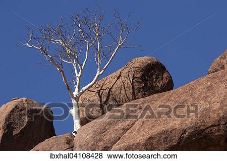 Shepherd's tree (Boscia albitrunca) between two boulders at Twyfelfontein, Namibia, Africa View Large Photo Image Stock Photo - Shepherd's tree (Boscia albitrunca) between two boulders at Twyfelfontein, Namibia, Africa. Fotosearch