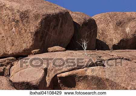 Shepherd's tree (Boscia albitrunca) between rocks at Twyfelfontein, Namibia, Africa View Large Photo Image Stock Photo - Shepherd's tree (Boscia albitrunca) between rocks at Twyfelfontein, Namibia, Africa. Fotosearch