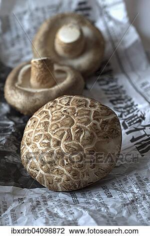 Shitake mushrooms, China, Asia View Large Photo Image Stock Image - Shitake mushrooms, China, Asia. Fotosearch