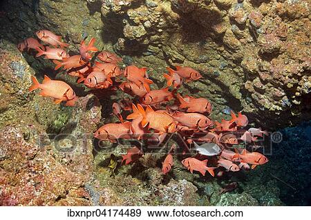 Shoal of blotcheye soldierfish (Myripristis berndti) in coral reef column, Cocos Island, Costa Rica, North America View Large Photo Image Stock Photo - Shoal of blotcheye soldierfish (Myripristis berndti) in coral reef column, Cocos Island, Costa Rica, North America. Fotosearch
