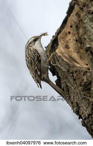 Short-toed Treecreeper (Certhia brachydactyla), Emsland, Lower Saxony, Germany, Europe View Large Photo Image Stock Photograph - Short-toed Treecreeper (Certhia brachydactyla), Emsland, Lower Saxony, Germany, Europe. Fotosearch