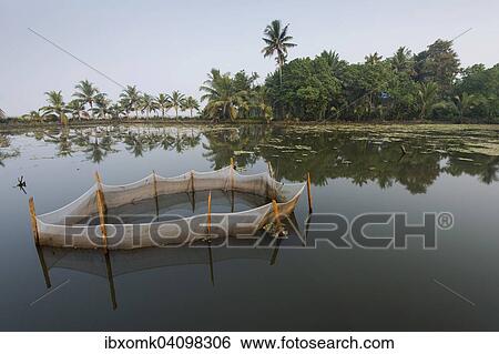 Shrimp farming in a net, Pokkali rice fields, backwaters, Ernakulam District, Kerala, India, Asia View Large Photo Image Stock Photograph - Shrimp farming in a net, Pokkali rice fields, backwaters, Ernakulam District, Kerala, India, Asia. Fotosearch