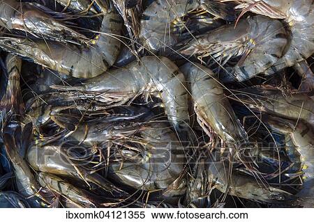 Stock Photography - Shrimps, fish market, Fort Cochin, Kochi, Kerala, India, Asia. Fotosearch