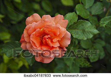 Shrub rose Westerland (Rosa sp. ), Bavaria, Germany, Europe View Large Photo Image Stock Image - Shrub rose Westerland (Rosa sp. ), Bavaria, Germany, Europe. Fotosearch