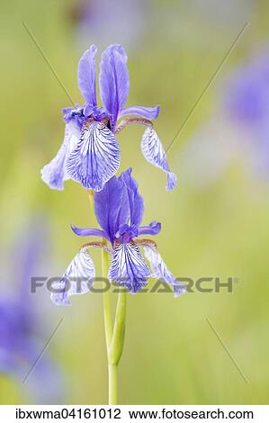 Siberian iris (Iris sibirica), Hesse, Germany, Europe View Large Photo Image Stock Image - Siberian iris (Iris sibirica), Hesse, Germany, Europe. Fotosearch