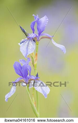 Siberian iris (Iris sibirica), Hesse, Germany, Europe View Large Photo Image Stock Photograph - Siberian iris (Iris sibirica), Hesse, Germany, Europe. Fotosearch