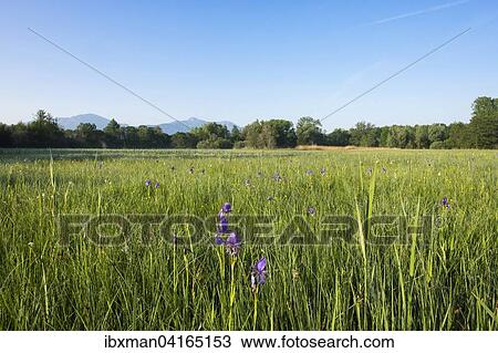 Siberian iris (Iris sibirica) on bog meadow, estuary of the Tiroler Achen nature reserve, Grabenstatt, Chiemgau, Upper Bavaria, Bavaria, Germany, Europe View Large Photo Image Stock Image - Siberian iris (Iris sibirica) on bog meadow, estuary of the Tiroler Achen nature reserve, Grabenstatt, Chiemgau, Upper Bavaria, Bavaria, Germany, Europe. Fotosearch