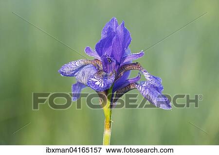 Stock Photo - Siberian iris (Iris sibirica), Chiemgau, Upper Bavaria, Bavaria, Germany, Europe. Fotosearch