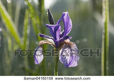 Stock Photo - Siberian iris (Iris sibirica) with dewdrops, Chiemgau, Upper Bavaria, Bavaria, Germany, Europe. Fotosearch