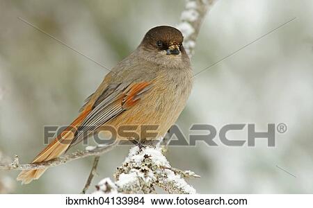Siberian Jay (Perisoreus infaustus), Kuusamo, Finland, Europe View Large Photo Image Picture - Siberian Jay (Perisoreus infaustus), Kuusamo, Finland, Europe. Fotosearch