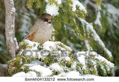 Siberian Jay (Perisoreus infaustus), Kuusamo, Finland, Europe View Large Photo Image Stock Image - Siberian Jay (Perisoreus infaustus), Kuusamo, Finland, Europe. Fotosearch