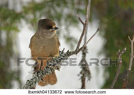 Stock Image - Siberian Jay (Perisoreus infaustus), Kuusamo, Finland, Europe. Fotosearch