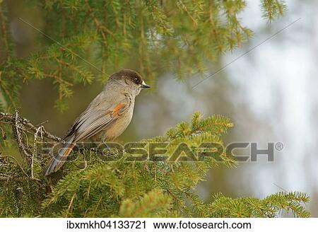 Siberian Jay (Perisoreus infaustus), Kuusamo, Finland, Europe View Large Photo Image Stock Image - Siberian Jay (Perisoreus infaustus), Kuusamo, Finland, Europe. Fotosearch