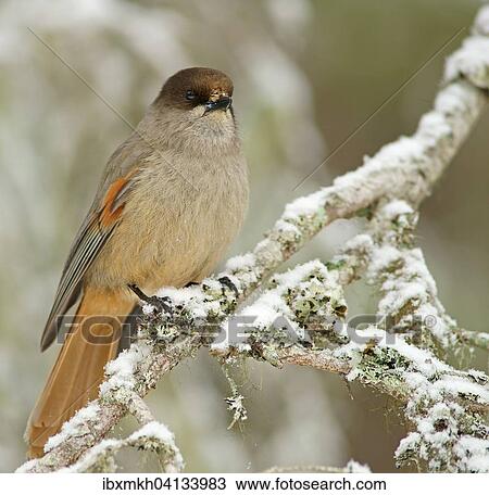 Siberian Jay (Perisoreus infaustus), Kuusamo, Finland, Europe View Large Photo Image Stock Image - Siberian Jay (Perisoreus infaustus), Kuusamo, Finland, Europe. Fotosearch