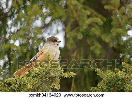 Siberian Jay (Perisoreus infaustus), Kuusamo, Finland, Europe View Large Photo Image Stock Image - Siberian Jay (Perisoreus infaustus), Kuusamo, Finland, Europe. Fotosearch