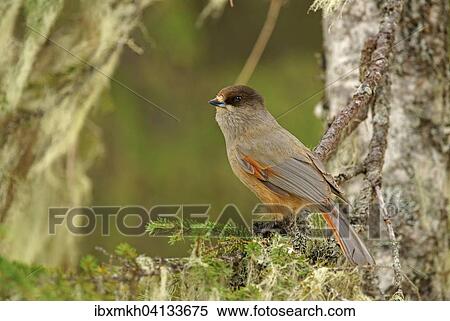 Siberian Jay (Perisoreus infaustus), Kuusamo, Finland, Europe View Large Photo Image Stock Photography - Siberian Jay (Perisoreus infaustus), Kuusamo, Finland, Europe. Fotosearch