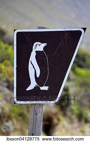 Sign with penguin, Betty's Bay, Western Cape, South Africa, Africa View Large Photo Image Stock Photography - Sign with penguin, Betty's Bay, Western Cape, South Africa, Africa. Fotosearch