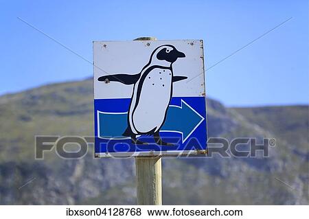 Signpost with penguin, Betty's Bay, Western Cape, South Africa, Africa View Large Photo Image Stock Photo - Signpost with penguin, Betty's Bay, Western Cape, South Africa, Africa. Fotosearch