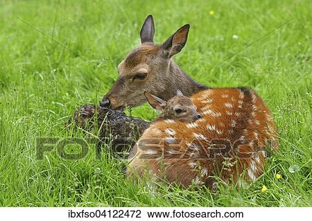Sika Deer (Cervus nippon), doe with newborn fawn, captive, Bavaria, Germany, Europe View Large Photo Image Stock Image - Sika Deer (Cervus nippon), doe with newborn fawn, captive, Bavaria, Germany, Europe. Fotosearch