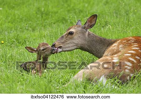 Sika Deer (Cervus nippon), doe with newborn fawn, captive, Bavaria, Germany, Europe View Large Photo Image Stock Photograph - Sika Deer (Cervus nippon), doe with newborn fawn, captive, Bavaria, Germany, Europe. Fotosearch