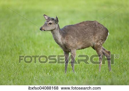 Stock Photo - Sika Deer (Cervus nippon), with antlers forming, captive, Bavaria, Germany, Europe. Fotosearch