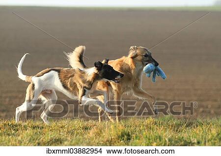 Silken Windsprite dogs, whippets, at play View Large Photo Image Picture - Silken Windsprite dogs, whippets, at play. Fotosearch