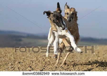 Stock Photo - Silken Windsprite dogs, whippets, at play. Fotosearch