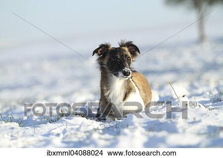 Picture - Silken Windsprite, whippet in the snow, Rhineland-Palatinate, Germany, Europe. Fotosearch
