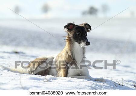 Stock Image - Silken Windsprite, whippet in the snow, Rhineland-Palatinate, Germany, Europe. Fotosearch