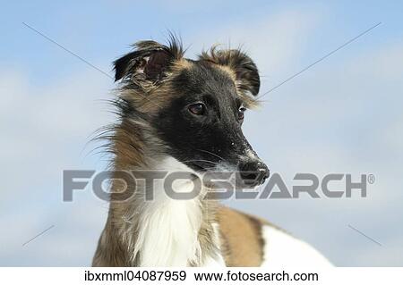 Silken Windsprite, whippet in the snow, Rhineland-Palatinate, Germany, Europe View Large Photo Image Stock Photo - Silken Windsprite, whippet in the snow, Rhineland-Palatinate, Germany, Europe. Fotosearch