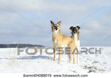 Stock Photo - Silken Windsprite, whippets, dog standing in the snow, Rhineland-Palatinate, Germany, Europe. Fotosearch