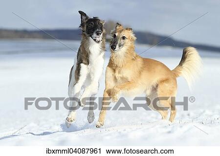 Silken Windsprite, whippets, dogs playing in the snow, Rhineland-Palatinate, Germany, Europe View Large Photo Image Stock Image - Silken Windsprite, whippets, dogs playing in the snow, Rhineland-Palatinate, Germany, Europe. Fotosearch