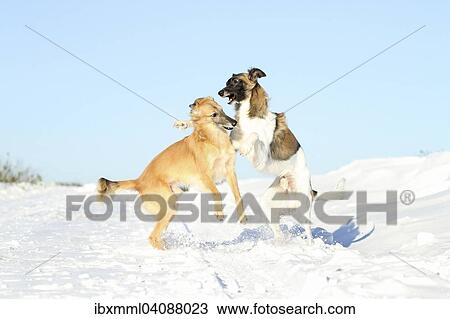 Stock Image - Silken Windsprite, whippets, dogs playing in the snow, Rhineland-Palatinate, Germany, Europe. Fotosearch