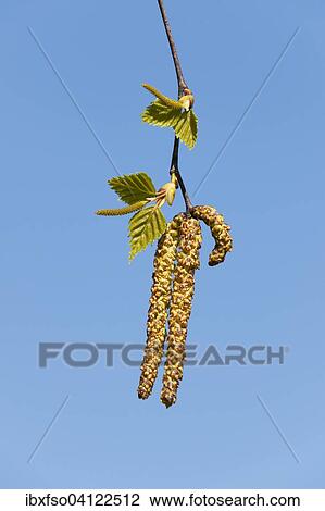 Silver Birch or Warty Birch (Betula pendula), female inflorescences above, male inflorescences below, Lower Saxony, Germany, Europe View Large Photo Image Stock Image - Silver Birch or Warty Birch (Betula pendula), female inflorescences above, male inflorescences below, Lower Saxony, Germany, Europe. Fotosearch