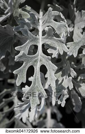 Stock Photograph - Silver ragwort (Jacobaea maritima), Baden-Wurttemberg, Germany, Europe. Fotosearch