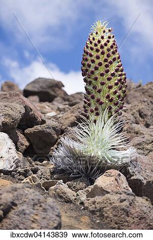 Silversword (Argyroxiphium sandwicense), Pu u Kukui, Haleakala, Maui, Hawaii, USA View Large Photo Image Stock Photo - Silversword (Argyroxiphium sandwicense), Pu u Kukui, Haleakala, Maui, Hawaii, USA. Fotosearch