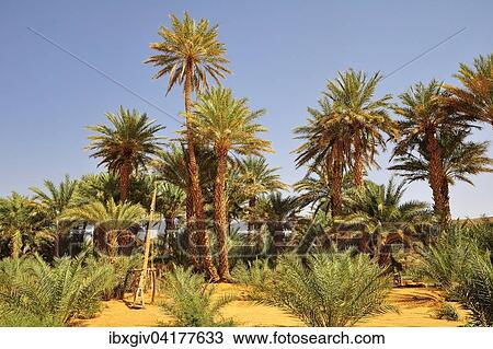 Simple drawing well with date palms, Rachid oasis, Tagant region, Mauritania, Africa View Large Photo Image Stock Image - Simple drawing well with date palms, Rachid oasis, Tagant region, Mauritania, Africa. Fotosearch