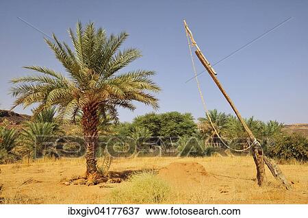 Simple drawing well with date palms, Rachid oasis, Tagant region, Mauritania, Africa View Large Photo Image Stock Photo - Simple drawing well with date palms, Rachid oasis, Tagant region, Mauritania, Africa. Fotosearch