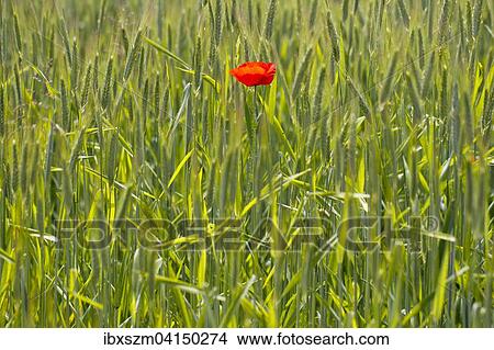Single Poppy flower (Papaver rhoeas) in a cornfield, Canton of Thurgau, Switzerland, Europe View Large Photo Image Picture - Single Poppy flower (Papaver rhoeas) in a cornfield, Canton of Thurgau, Switzerland, Europe. Fotosearch
