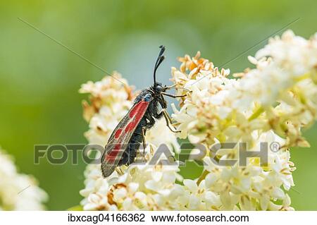 Six-spot burnet (Zygaena filipendulae) on privet (Ligustrum sp. ) flower, Hesse, Germany, Europe View Large Photo Image Stock Image - Six-spot burnet (Zygaena filipendulae) on privet (Ligustrum sp. ) flower, Hesse, Germany, Europe. Fotosearch