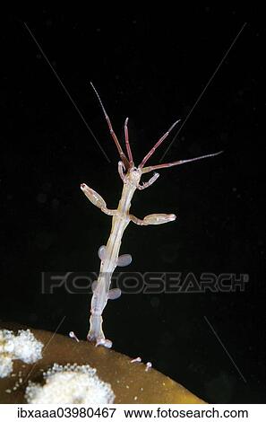 Skeleton shrimp or ghost shrimp (Caprella linearis), White Sea, Karelia, Arctic, Russia, Europe View Large Photo Image Stock Photo - Skeleton shrimp or ghost shrimp (Caprella linearis), White Sea, Karelia, Arctic, Russia, Europe. Fotosearch