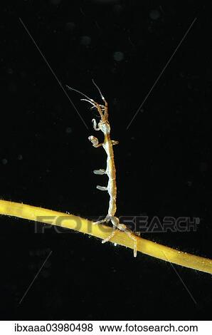 Stock Photo - Skeleton shrimp or ghost shrimp (Caprella linearis), White Sea, Karelia, Arctic, Russia, Europe. Fotosearch